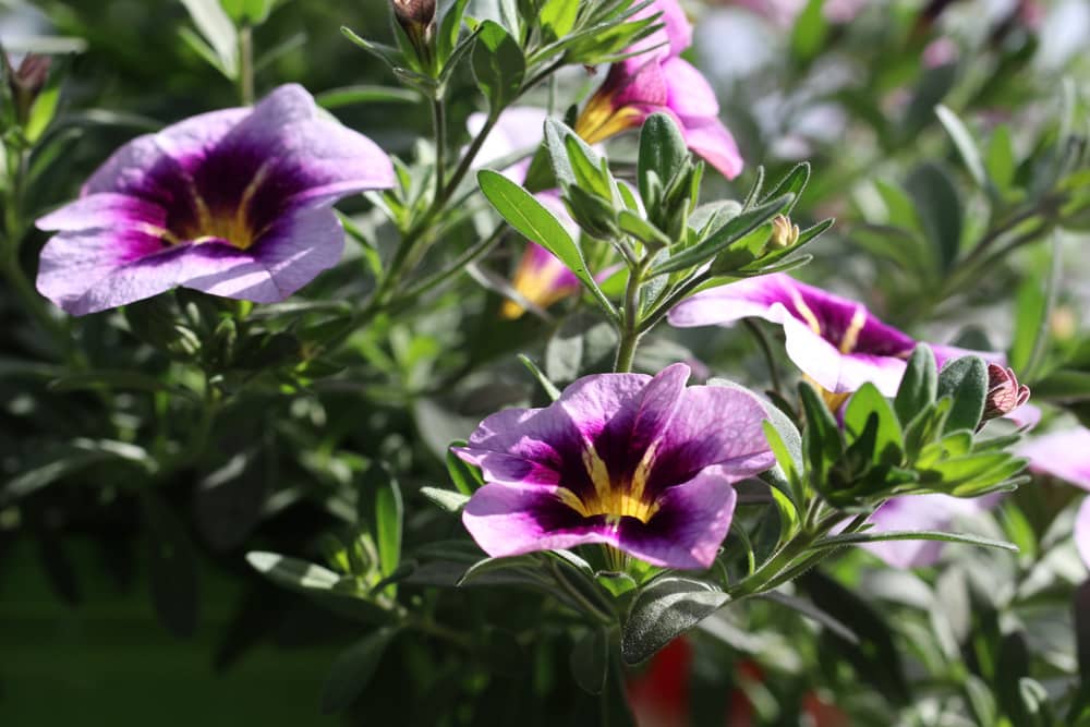 Petunien - Petunia für sonnige Dachterrasse