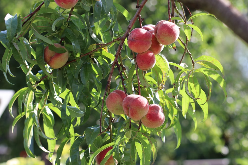 Pfirsichbaum - Prunus persica