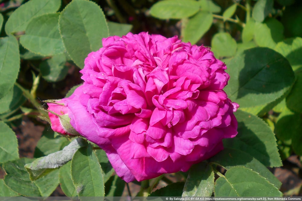 historische Rosensorten: Rose de Resht