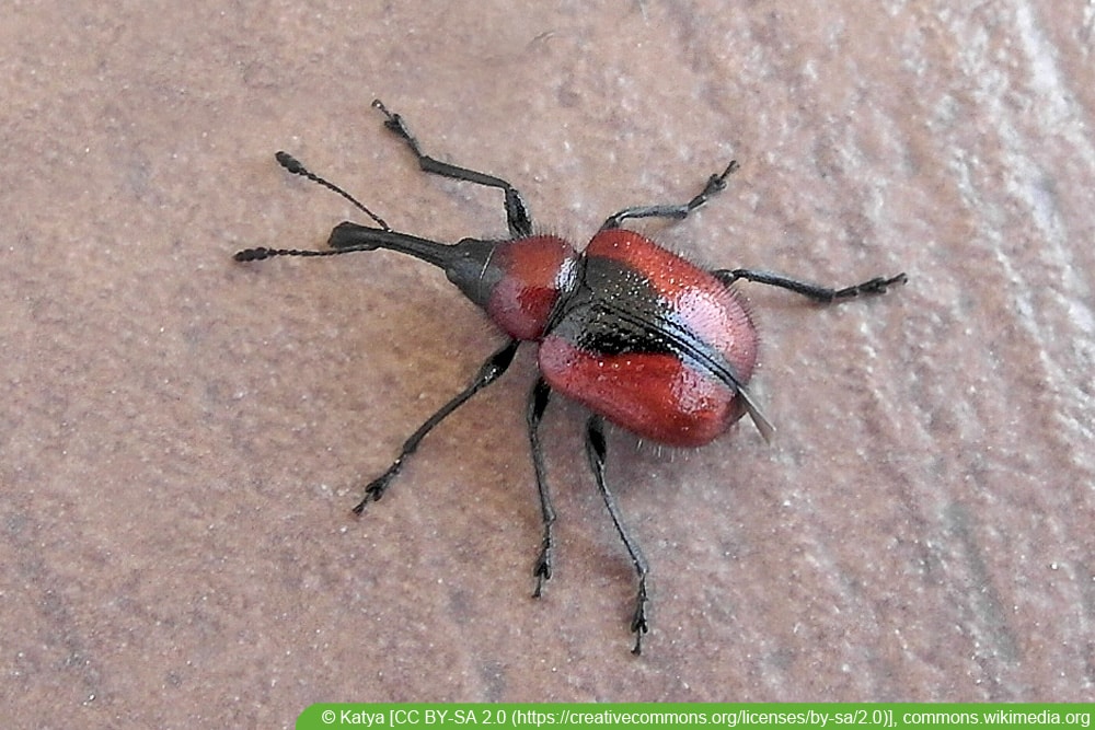 Rosenblütenstecher - Mecorhis ungarica