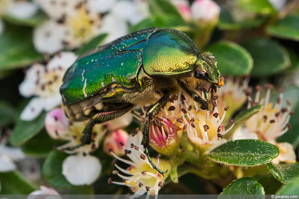 Rosenkäfer - Cetonia aurata