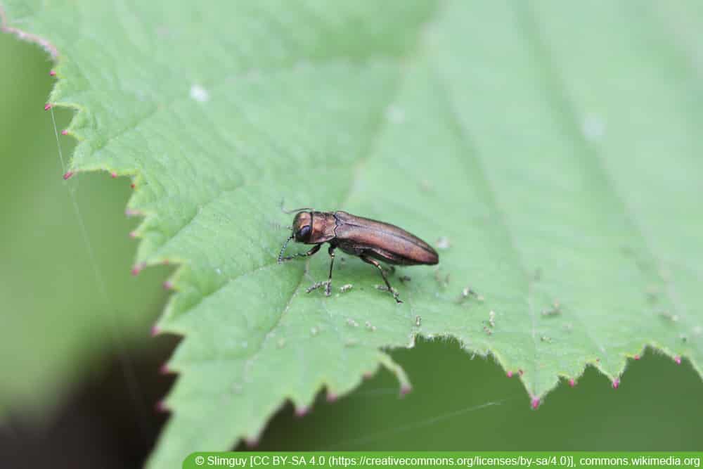 Rosenprachtkäfer - Agrilus cuprescens