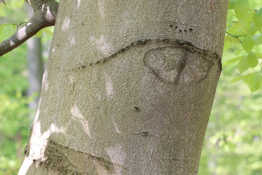 Rotbuche - Fagus sylvatica