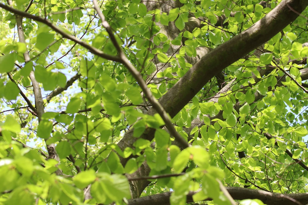 Rotbuche - Fagus sylvatica