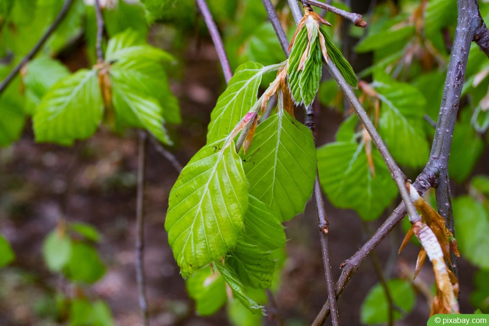 Rotbuche - Fagus sylvatica