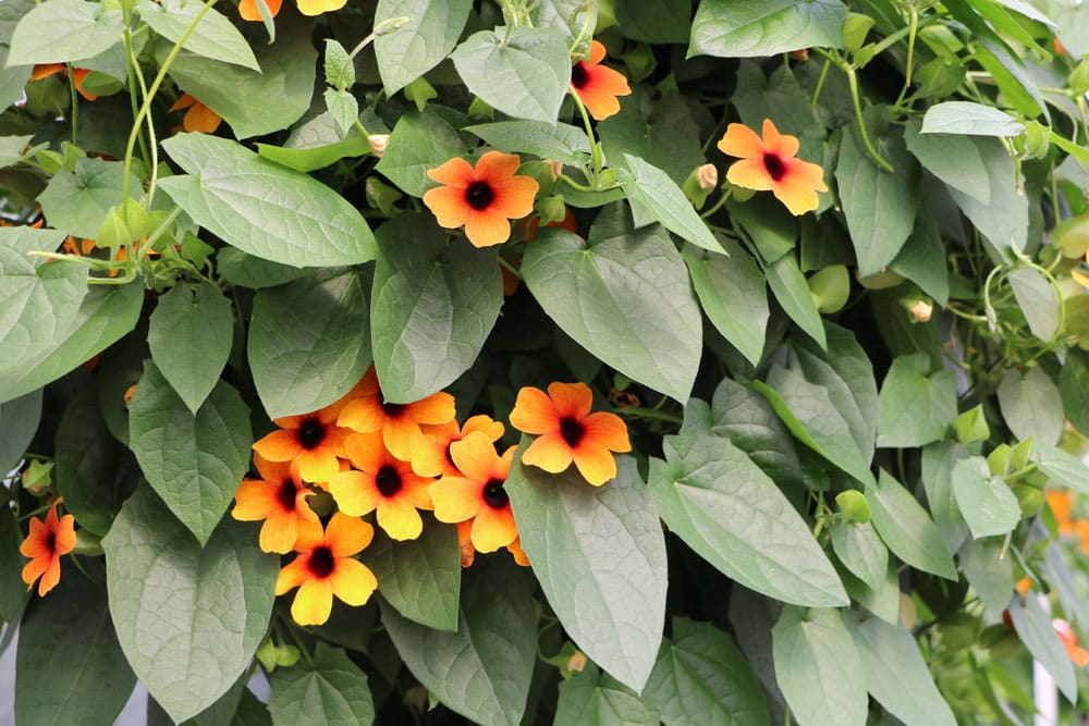 Schwarzäugige Susanne - Thunbergia alata für sonnige Dachterrasse