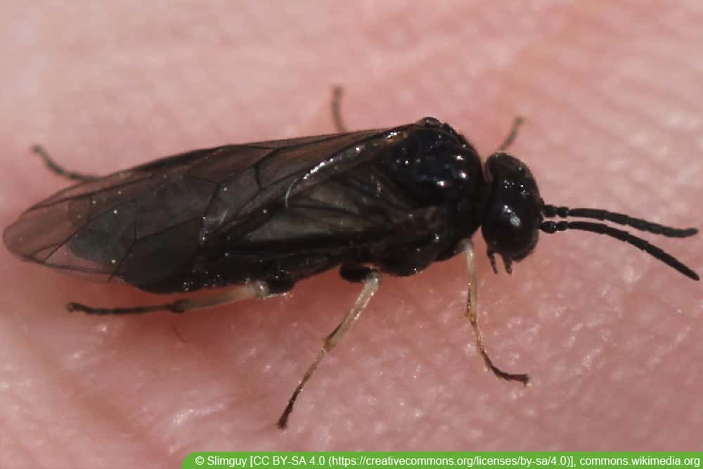 Schwarze Rosenblattwespe (Endelomyia aethiops; Caliora aethiops)