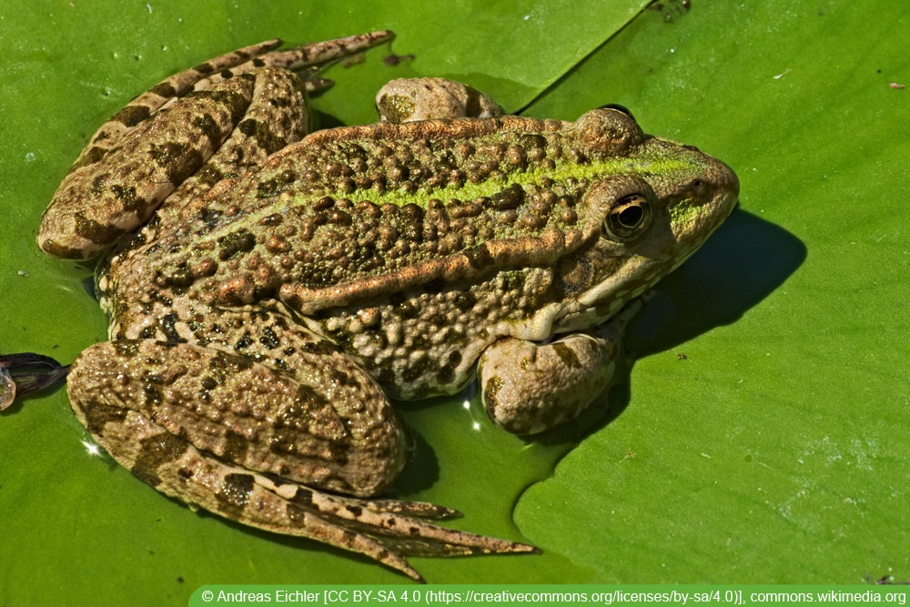 Großer Grüner Frosch Im Gartenteich Mit Schöner Reflexion an Der  Wasseroberfläche Zeigt Froschaugen Im Gartenbiotop in Makroansich Stockfoto  - Bild von auge, umgebung: 220270960