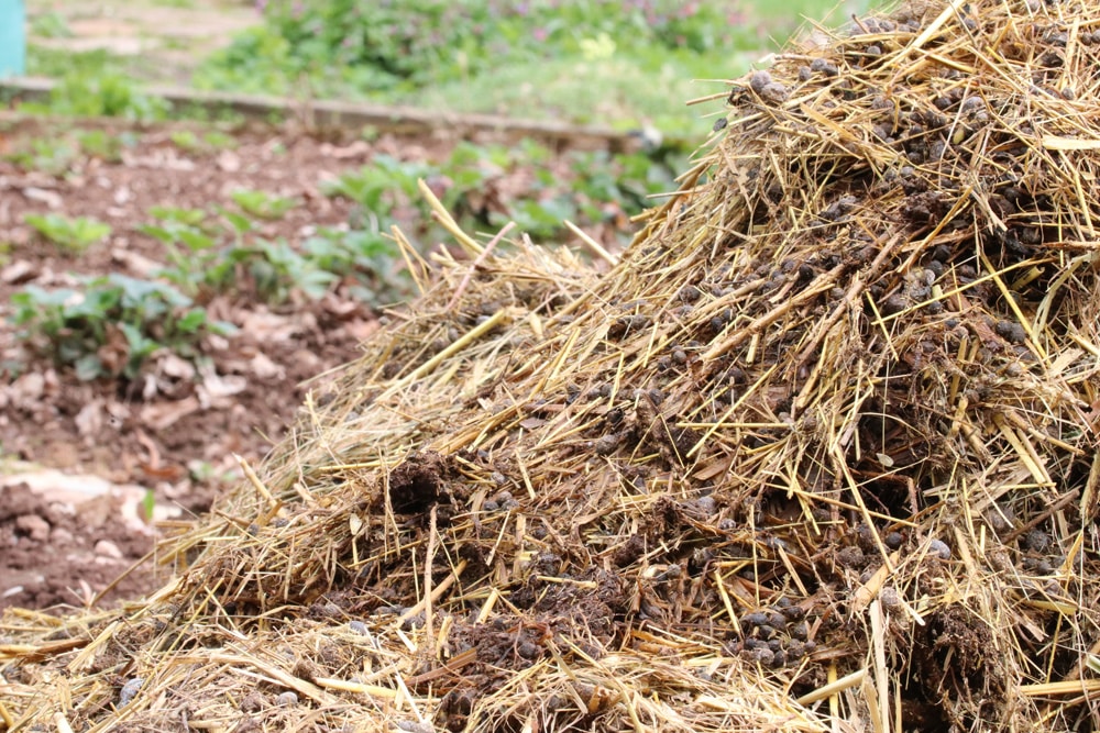 Stallmist als Dünger für Kirschtomaten