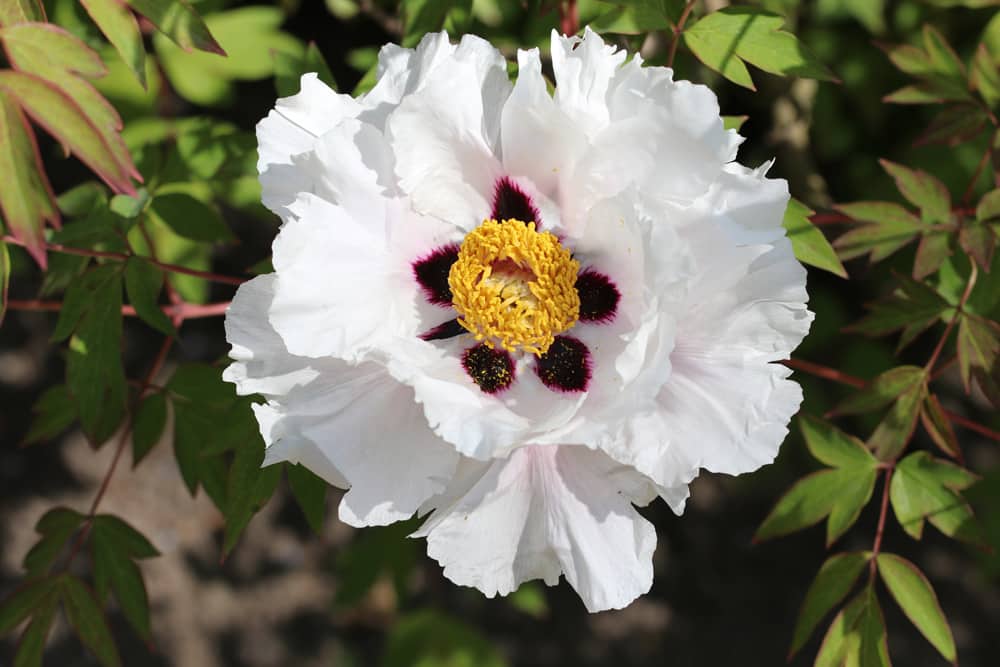 Strauchpäonie - Paeonia suffruticosa - Strauch-Pfingstrose