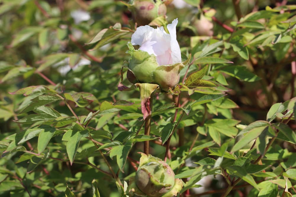 Strauchpäonie - Paeonia suffruticosa - Strauch-Pfingstrose