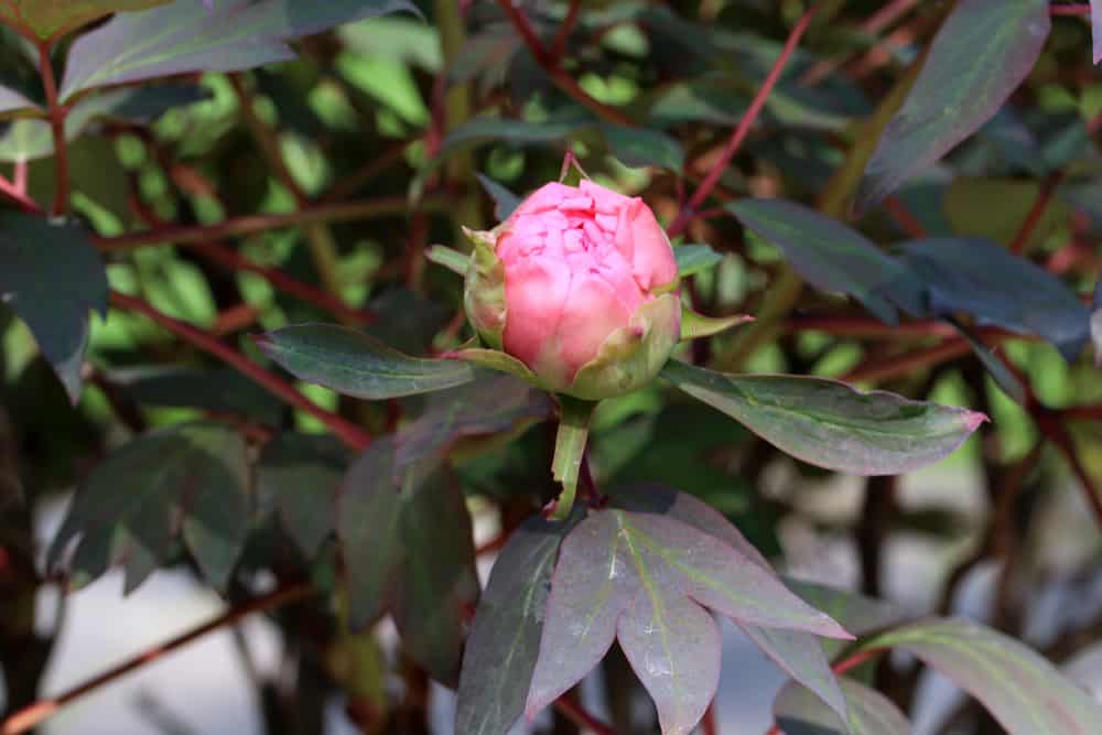 Strauchpäonie - Paeonia suffruticosa - Strauch-Pfingstrose