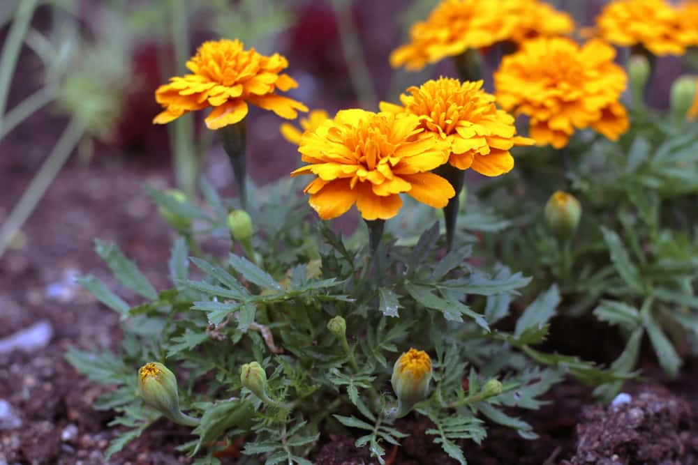 Studentenblume - Tagetes für sonnige Dachterrasse