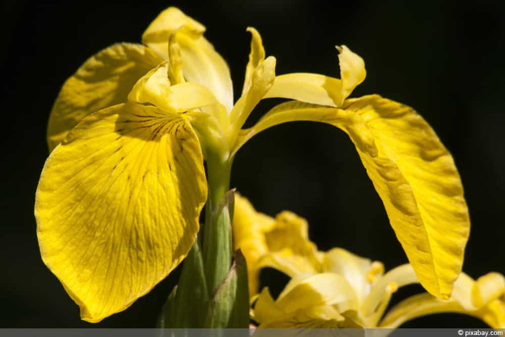 Sumpf-Schwertlilie - Wasser-Schwertlilie - Iris pseudacorus