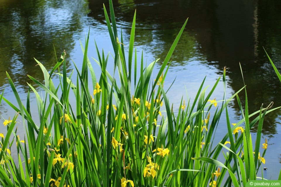 Sumpfdotterblume im Teich Standort, Pflege und Vermehren