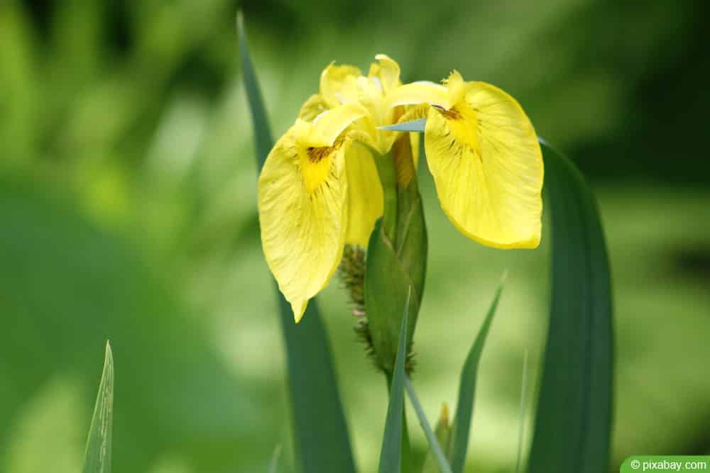 Sumpf-Schwertlilie - Wasser-Schwertlilie - Iris pseudacorus