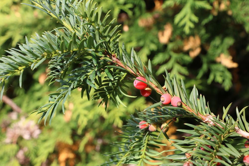 europäische Eibe - Taxus baccata