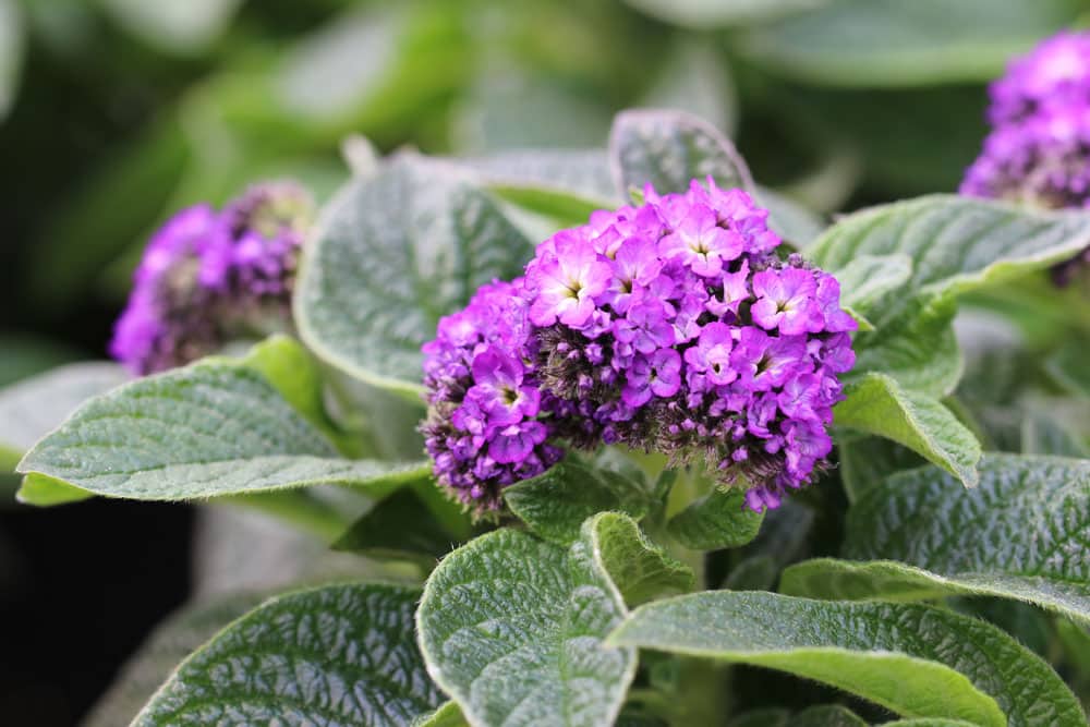 Vanilleblume - Heliotropium arborescens für sonnige Dachterrasse