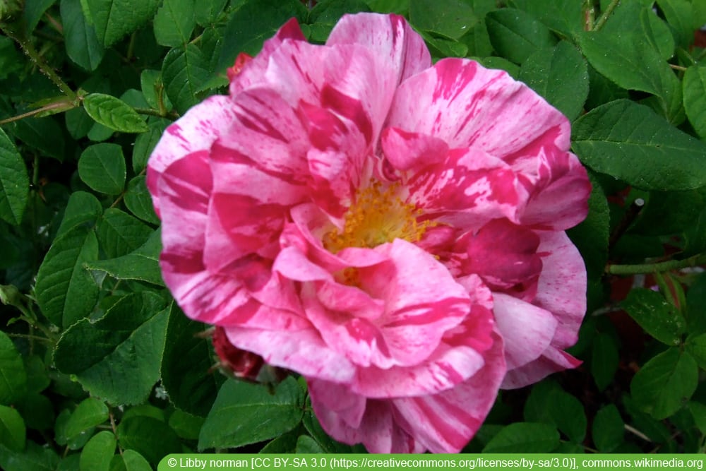 historische Rosensorten: Versicolor / Rosa Mundi