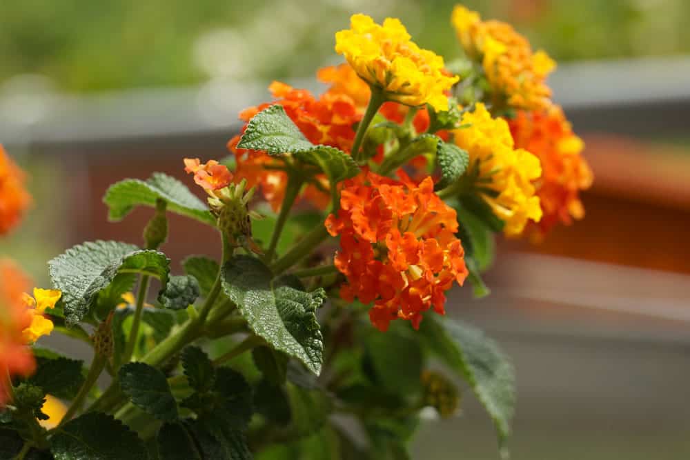 Wandelröschen - Lantana camara für sonnige Dachterrasse