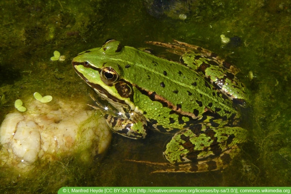 Frosch im Teich Was fressen Frösche im Gartenteich?
