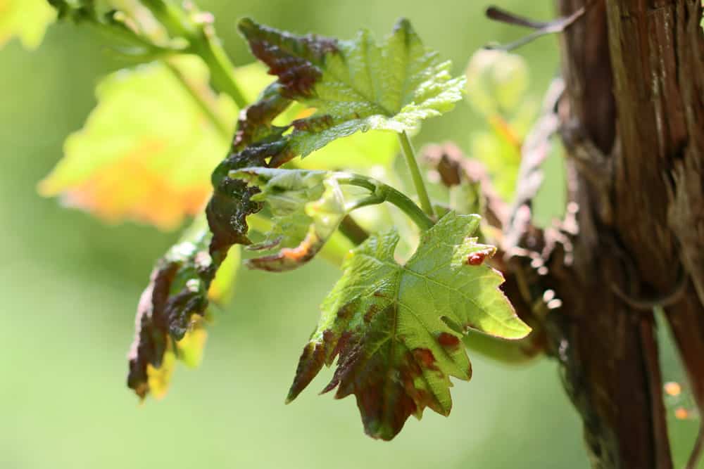 Roter Renner am Wein