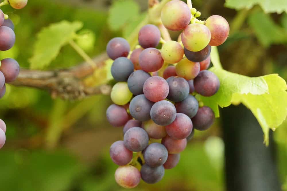 Wein - Vitis