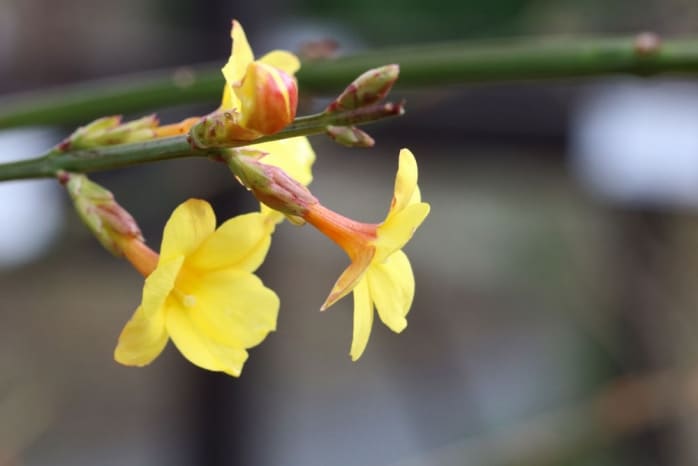 Jasmin richtig überwintern