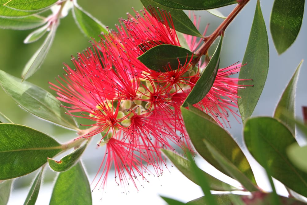 Zylinderputzer - Callistemon citrinus