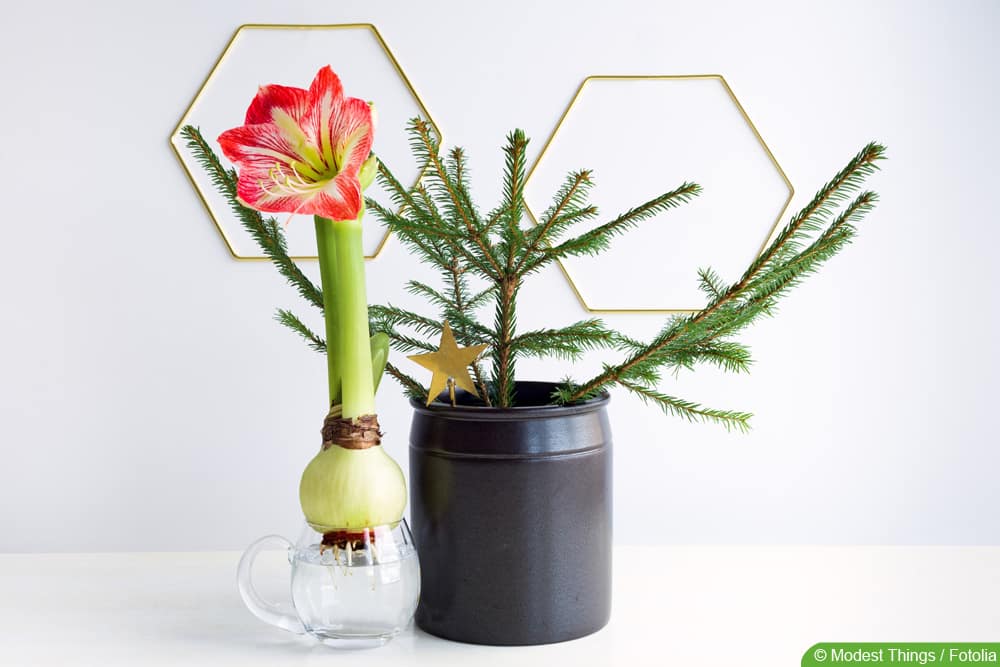 Amaryllis - Hippeastrum - Ritterstern