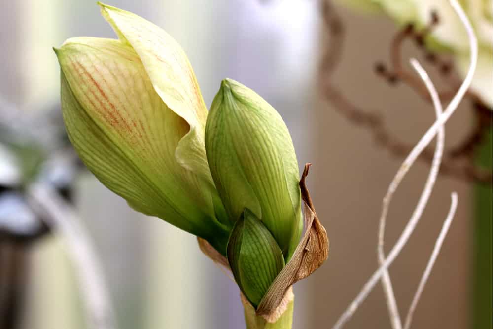 Amaryllis - Hippeastrum - Ritterstern