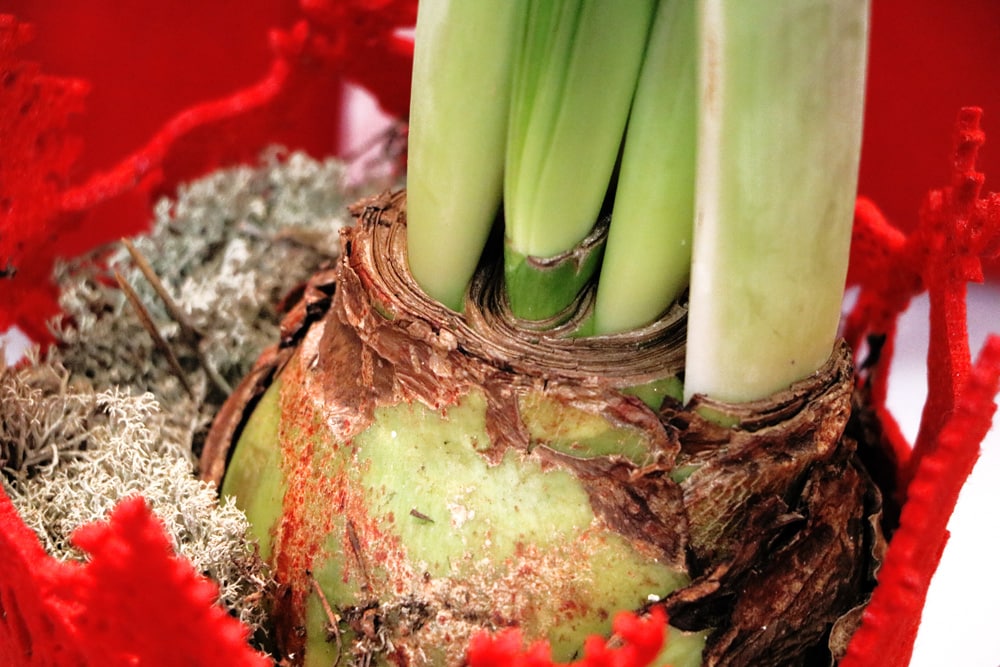 Amaryllis - Hippeastrum - Ritterstern