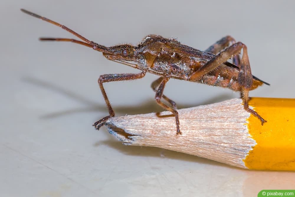 Amerikanische Kiefernwanze (Leptoglossus occidentalis)