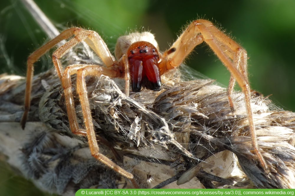 Ammen-Dornfinger - Cheiracanthium punctorium