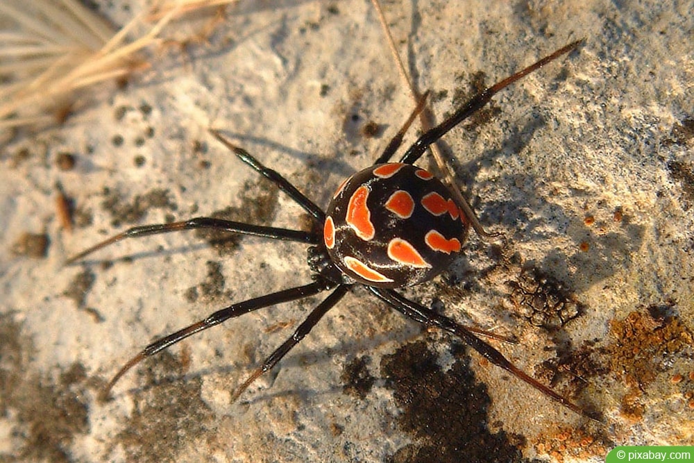 Europäische Schwarze Witwe - Latrodectus tredecimguttatus