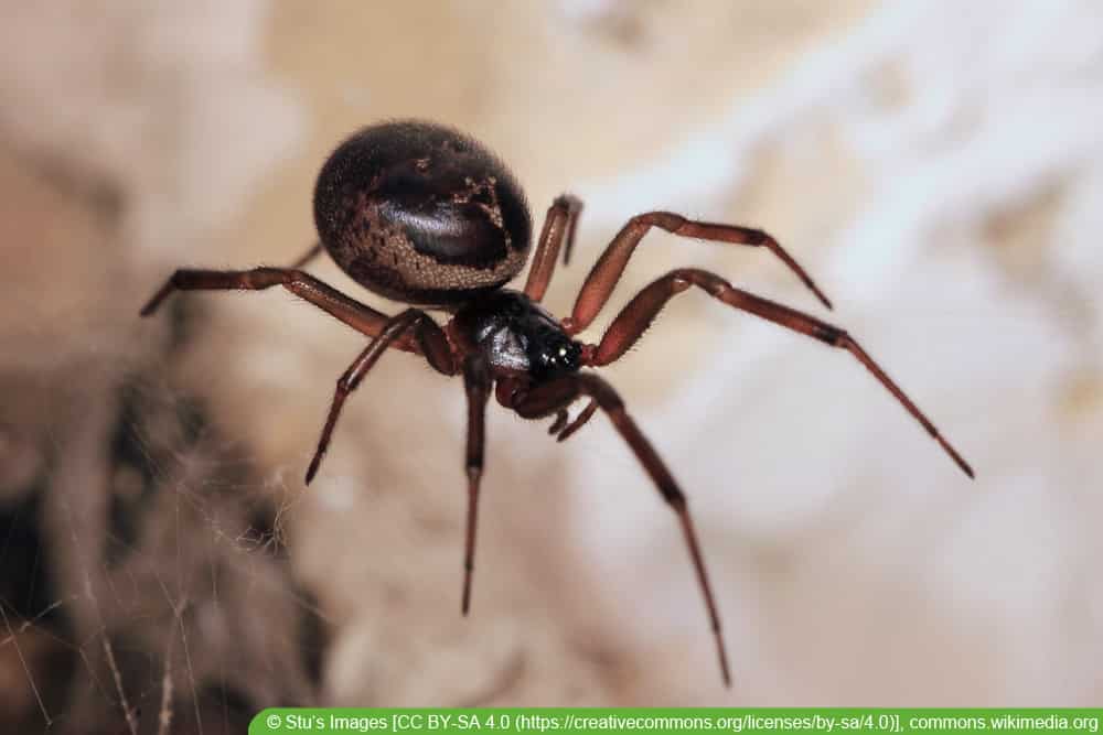 Falsche Witwe - Steatoda nobilis