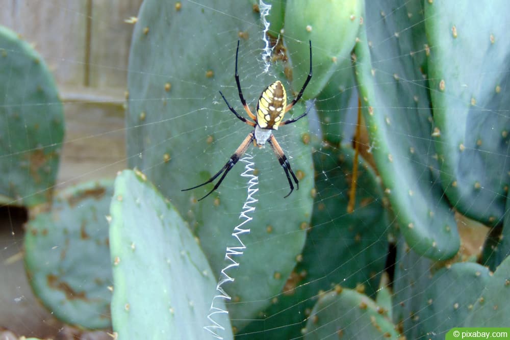 Gold-Wespenspinne - Argiope aurantia