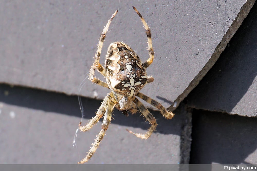 Kreuzspinne - Araneus