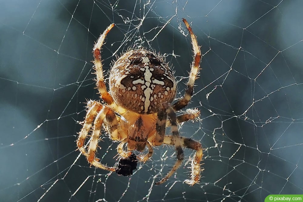 Nashornkäfer Steckbrief + den Nützling im Garten fördern