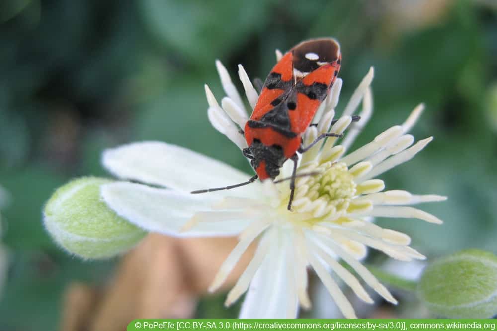 Ritterwanze - Lygaeus equestris