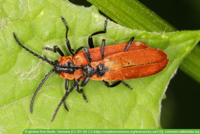 Rüssel-Rotdeckenkäfer - Lygistopterus sanguineus