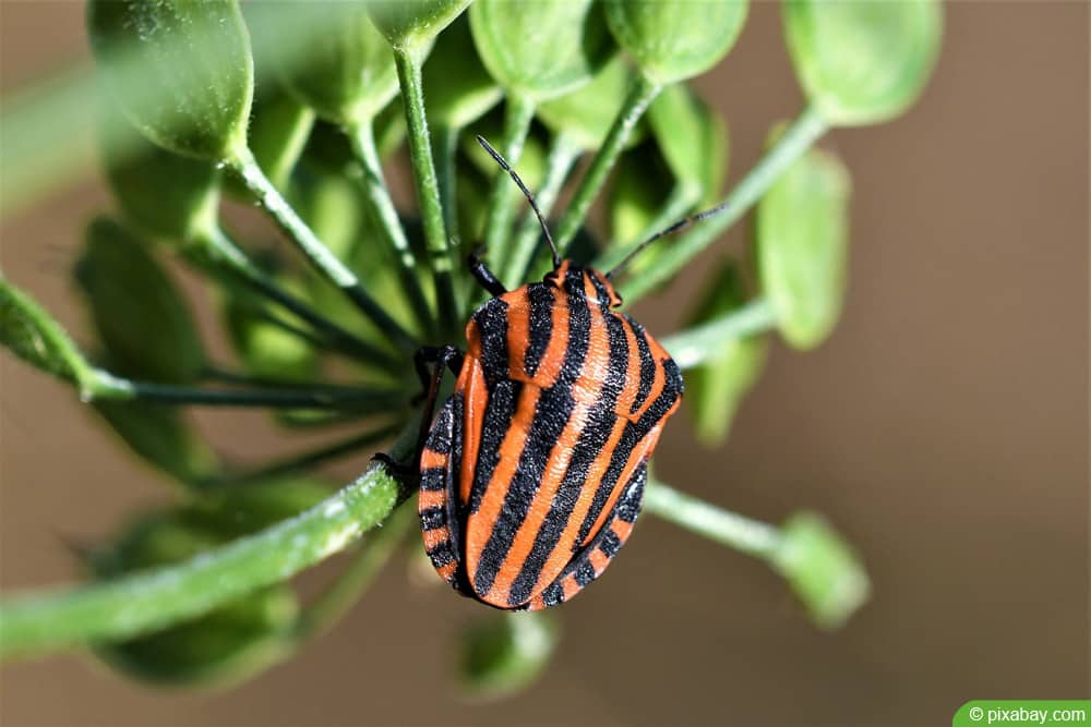 Streifenwanze - Graphosoma lineatum