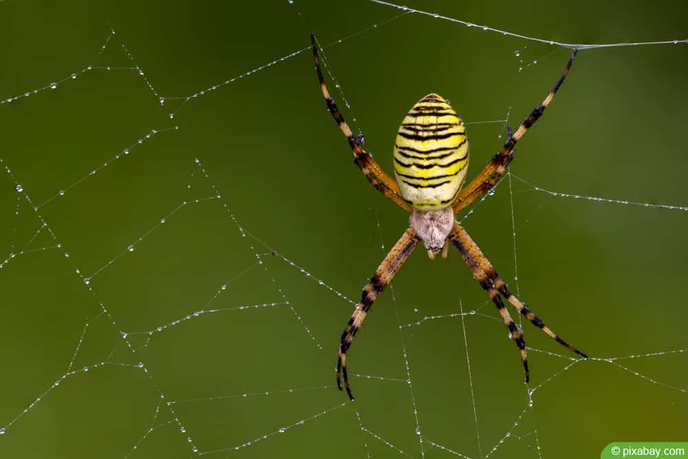 Wespenspinne - Argiope bruennichi