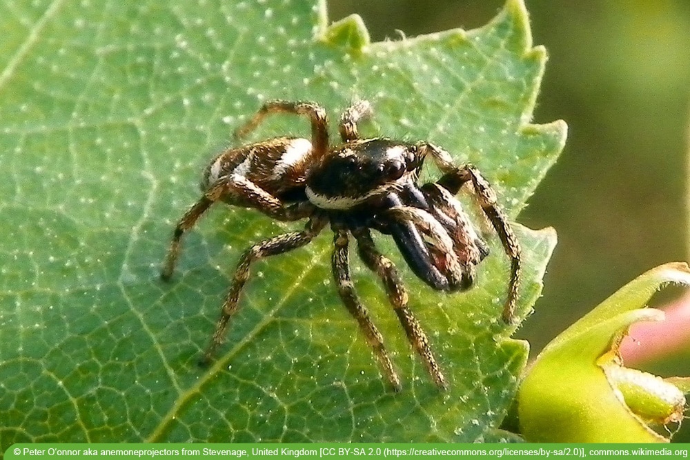 Zebraspringspinne - Salticus scenicus