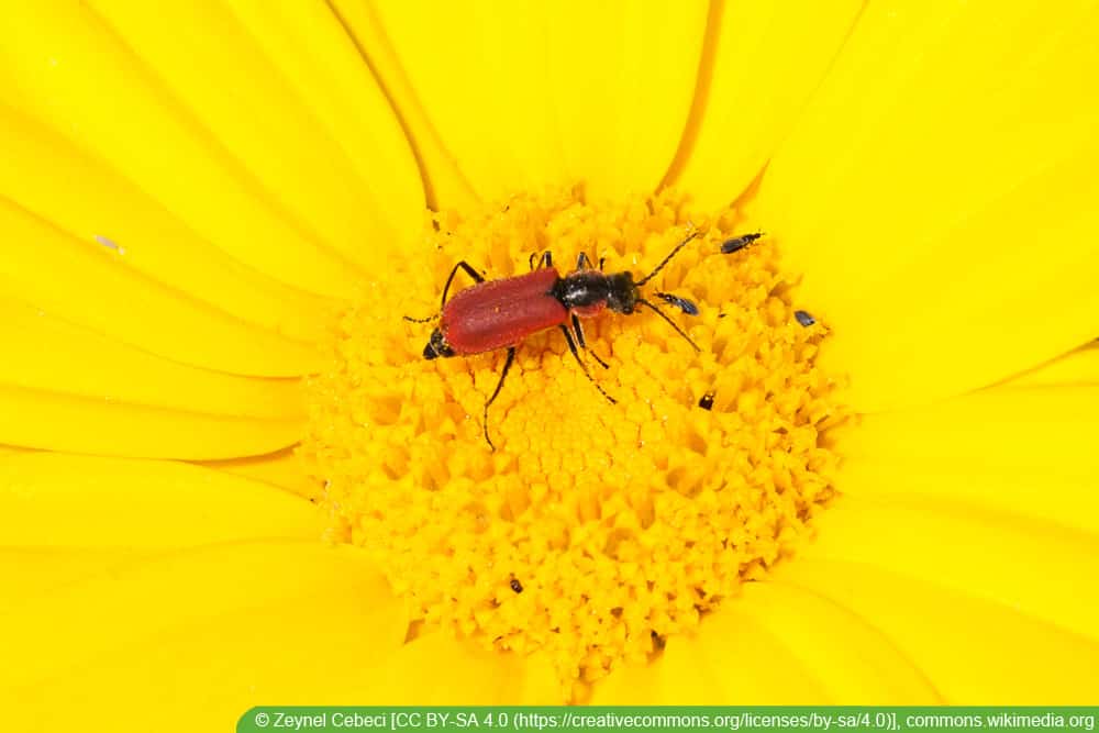 Zipfelkäfer - Anthocomus rufus