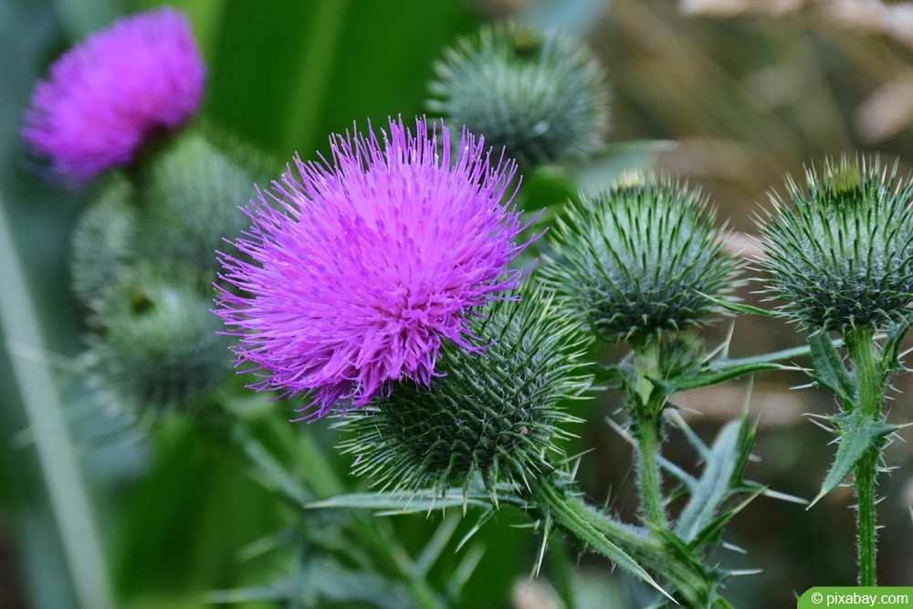 Acker-Kkratzdistel - Cirsium arvense - Zeigerpflanze