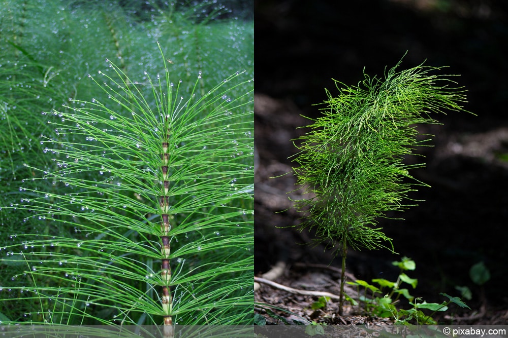 Ackerschachtelhalm - Equisetum arvense