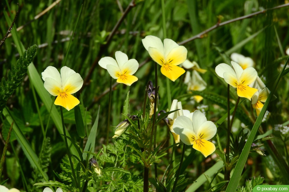 Acker-Stiefmütterchen - Viola arvensis - Zeigerpflanze