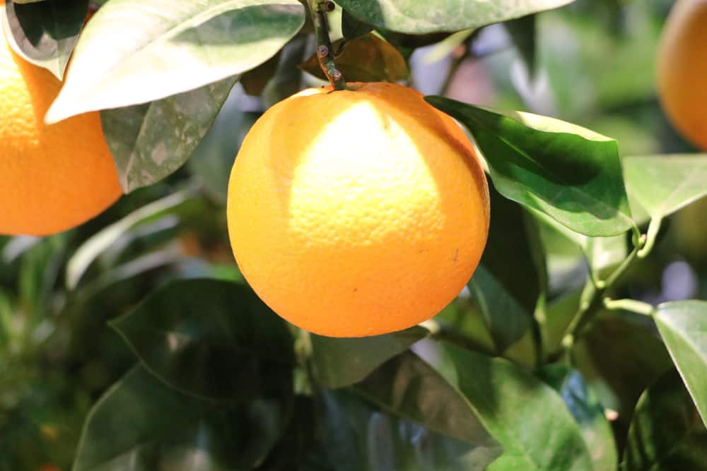 Apfelsine / Orange für weihnachtliche Kräuterlimonade