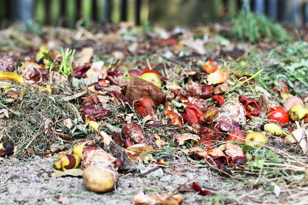 Kompost zum Thuja-Hecke düngen